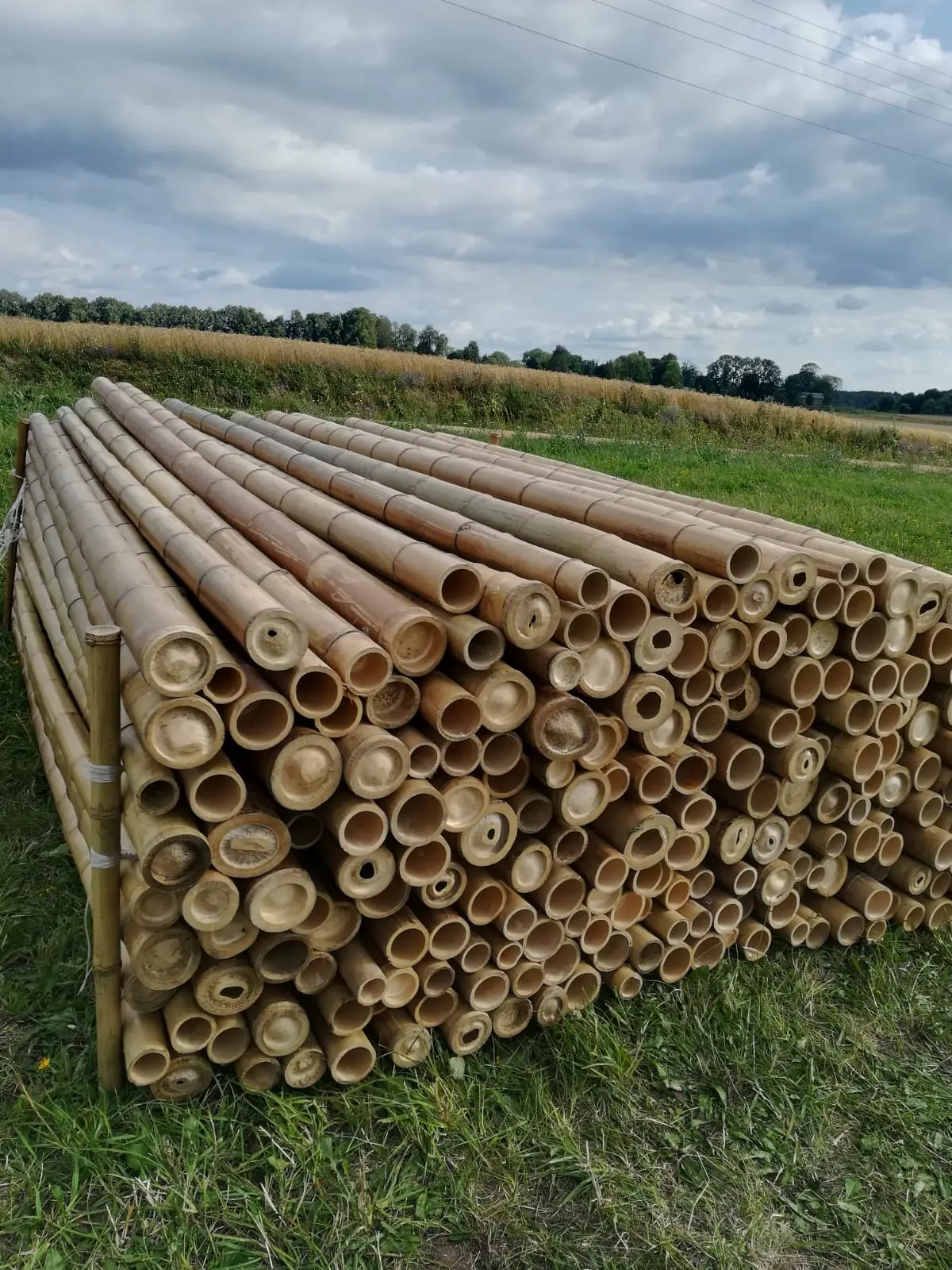 Bambusstangen 10/12cm 3 - 6mtr